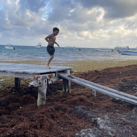 Ein Junge hüpft in Puerto Morelos  Mexiko über einen Steg vom Bootsanleger über den von Algen bedeckten Strand (Foto: SWR, Anne Demmer / ARD-Studio Mexiko-Stadt)