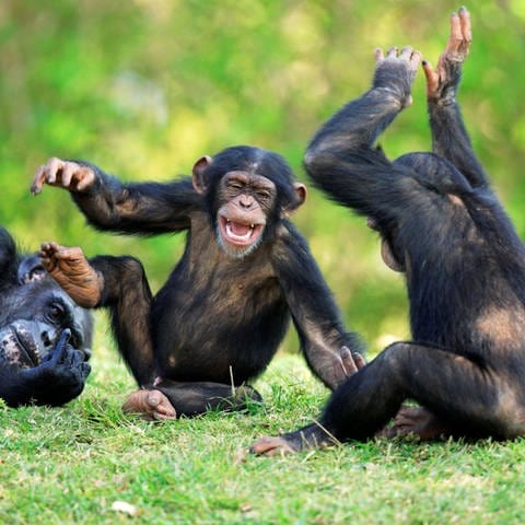 Drei Schimpansen.