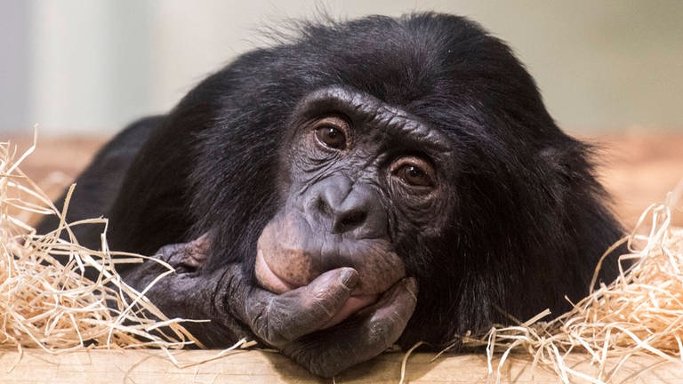 Bonobo-Männchen Kivu