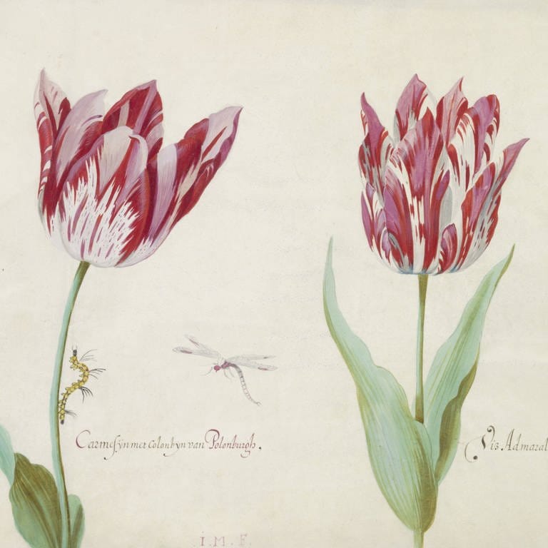 Zwei Tulpen mit Raupe und Libelle, 1637.