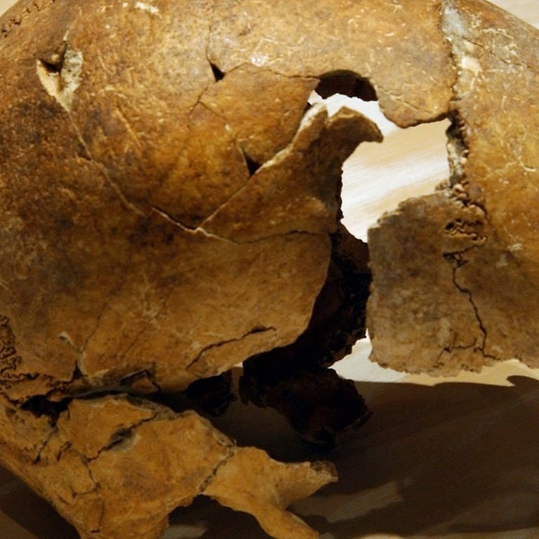 Schädelknochen, Überreste aus einem Massengrab aus einem privaten Garten in Talheim bei Heilbronn