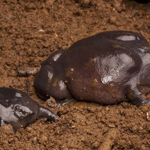 Pig-nosed frogs (Nasikabatrachus sahyadrensis) Western Ghats, India. Archivfoto