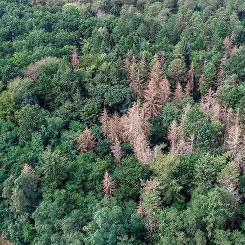 Abgestorbene Fichten stehen in einem Waldgebiet zwischen gesunden Nadel- und Laubbäumen (Foto: picture-alliance / Reportdienste, picture alliance/dpa/dpa-Zentralbild | Patrick Pleul)