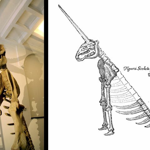 Das Einhorn-Skelett ist ein Exponat der Ausstellung über Otto von Guericke im Museum für Natorkunde in Magdeburg. (links) Einhorndarstellung aus der Protogaea von GWLeibniz (gedruckt 1749)