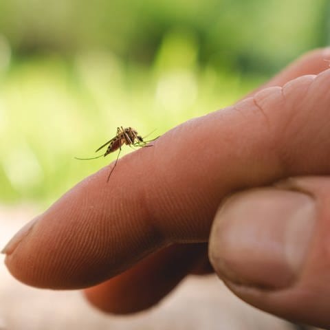Eine Mosquito auf einem menschlichen Finger.