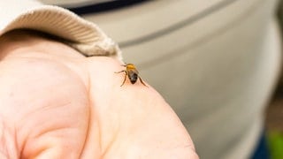 Biene auf der Hand eines Mannes