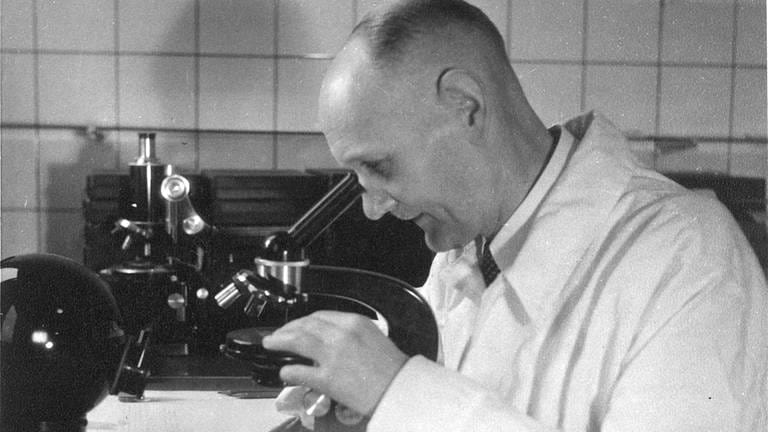 Gerhard Domagk am Mikroskop, 1953