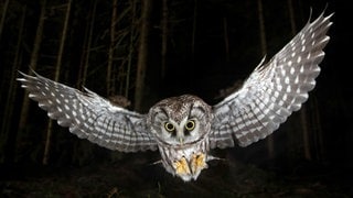 Raufußkauz im Anflug auf einen Beutegriff