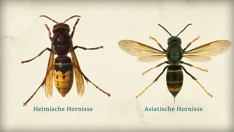Heimische und Asiatische Hornisse im Vergleich (Foto: SWR) Heimische und Asiatische Hornisse im Vergleich