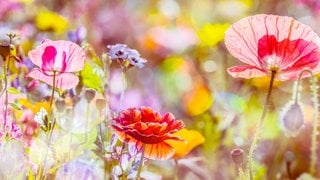 Wiesenblumen