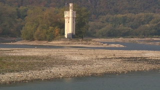 Niedrigwasser und höhere Wassertemperaturen: Der Klimawandel verändert das Mittelrheintal (Foto: SWR) Niedrigwasser und höhere Wassertemperaturen: Der Klimawandel verändert das Mittelrheintal