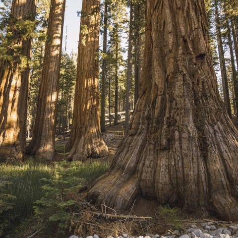 Bäume (hier ein Sequoia-Mammutbaum im Yosemite National Park) können sehr viel älter werden als Menschen (Foto: IMAGO, imago images / Westend61)
