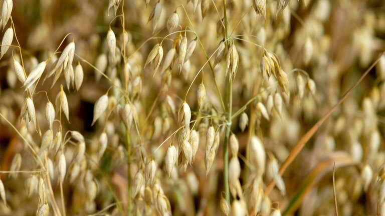 Hafer auf dem Feld: Früher bekamen Pferde Hafer zu fressen, der noch Spelzen enthielt. Die piekten beim Ausscheiden im Po und so wurden die Pferde "vom Hafer gestochen" (Foto: IMAGO, IMAGO / blickwinkel)