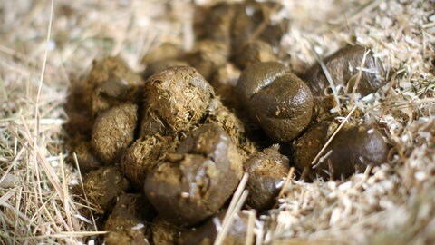 Pferdeäpfel: Früher bekamen Pferde Hafer zu fressen, der noch Spelzen enthielt. Die piekten beim Ausscheiden im Po und so wurden die Pferde "vom Hafer gestochen" (Foto: dpa Bildfunk, Picture Alliance)