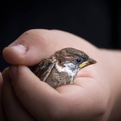 Spatz in einer Hand: Lieber den Spatz in der Hand als die Taube auf dem Dach (Foto: IMAGO, imago images / Photocase)