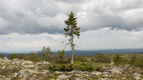 Old Tjikko, der älteste Baum der Welt. Die 9550 Jahre alte Fichte (Picea abies) steht im Fulufjällets Nationalpark in der Provinz Dalarna Schweden. (Foto: IMAGO, imago/imagebroker) Old Tjikko, der älteste Baum der Welt. Die 9550 Jahre alte Fichte (Picea abies) steht im Fulufjällets Nationalpark in der Provinz Dalarna Schweden.