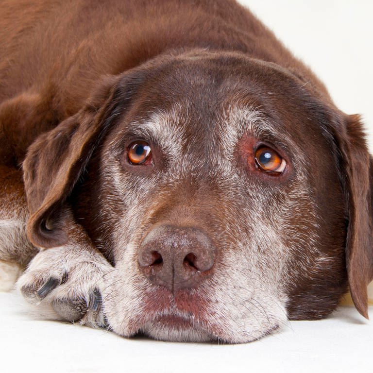 Auch Hunde trauern – in der Zeit nach dem Verlust