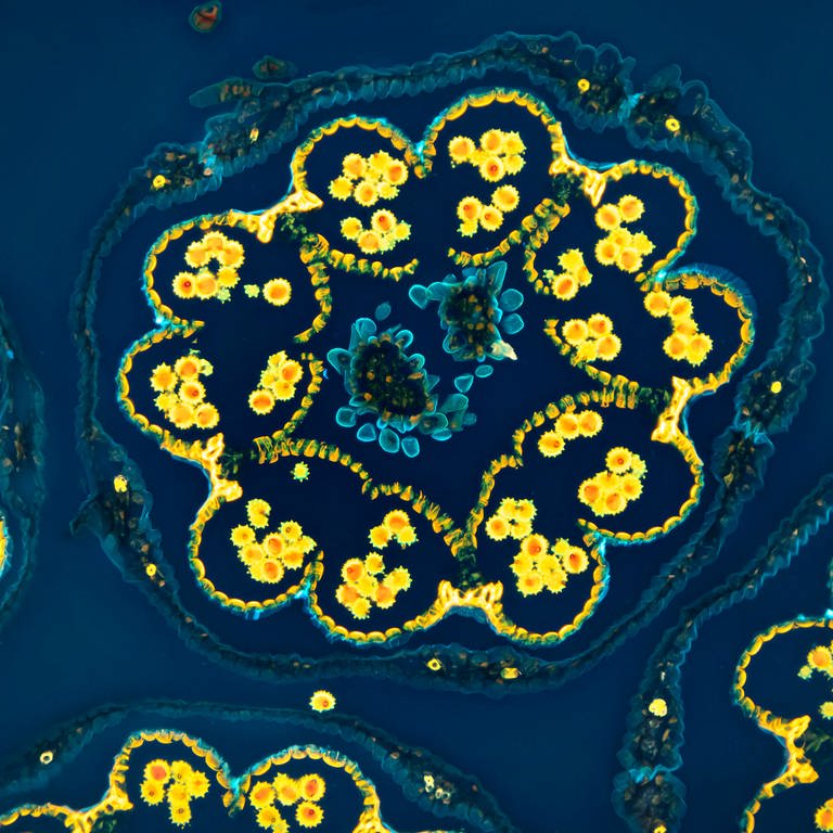 Lichtmikroskopaufnahme eines Gänseblümchens: Querschnitt durch Blütenköpfchen mit Staubbeuteln und Pollenkörnern