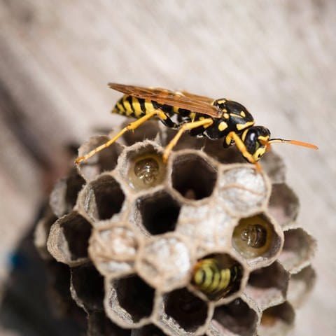 Eine Wespe sitzt auf ihrem Wespennestm, in dem schon kleine Eier abgelegt sind