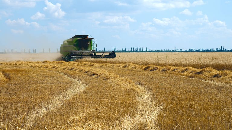 Erntezeit im Süden der Ukraine: Die Ukraine wird auch "Kornkammer Europas" genannt. Grund sind die guten Böden.
