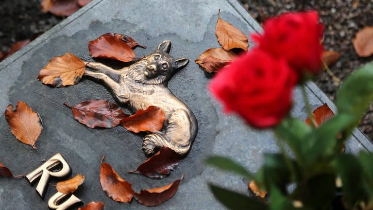Laub auf einem Grabstein, auf dem ein Schäferhund abgebildet ist