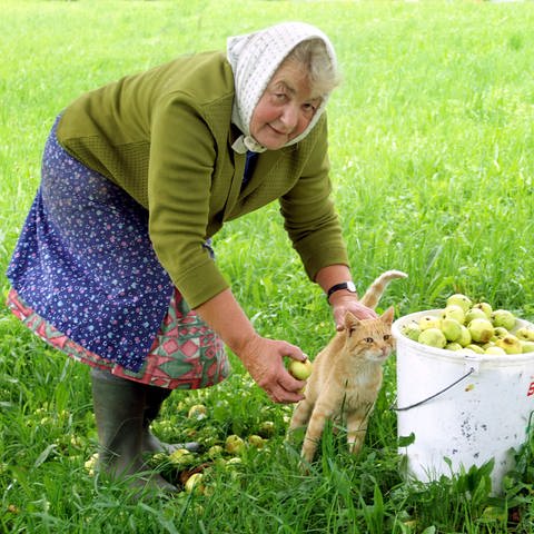 Ältere Frau mit Kopftuch bückt sich auf einer Wiese und streichelt eine Katze; daneben ein Eimer mit Äpfeln: Man will es vielleicht nicht wahrhaben, aber ab dem 30. Lebensjahr beginnen wir zu schrumpfen, und zwar ausnahmslos wir alle – egal ob Mann oder Frau, krank oder gesund