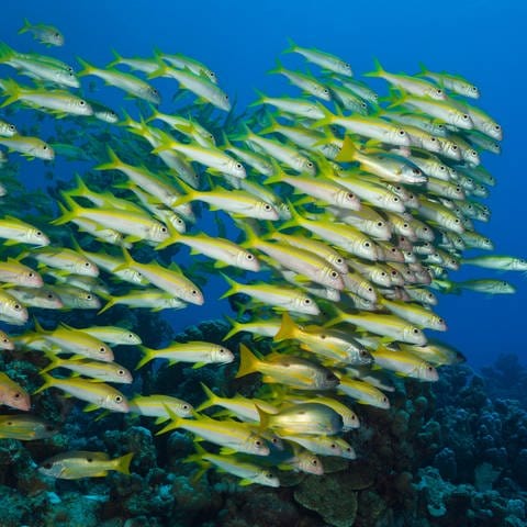 Viele Fische leben in großen Schwärmen. Diese Gelbflossen-Meerbarben (Mulloidichthys vanicolensis) versuchen, möglichst nah bei den Nachbarn zu bleiben. So sind sie wesentlich besser vor Raubtieren geschützt.