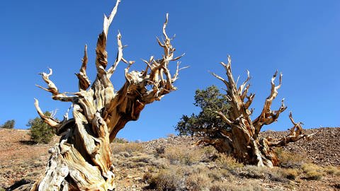 Grannenkiefer (Pinus aristata), ca. 5.000 Jahre alt. White Mountains Kalifornien (Foto: IMAGO, imago/blickwinkel) Grannenkiefer (Pinus aristata), ca. 5.000 Jahre alt. White Mountains Kalifornien