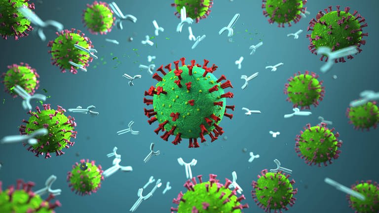 Antikörper greifen Coronavirus an 