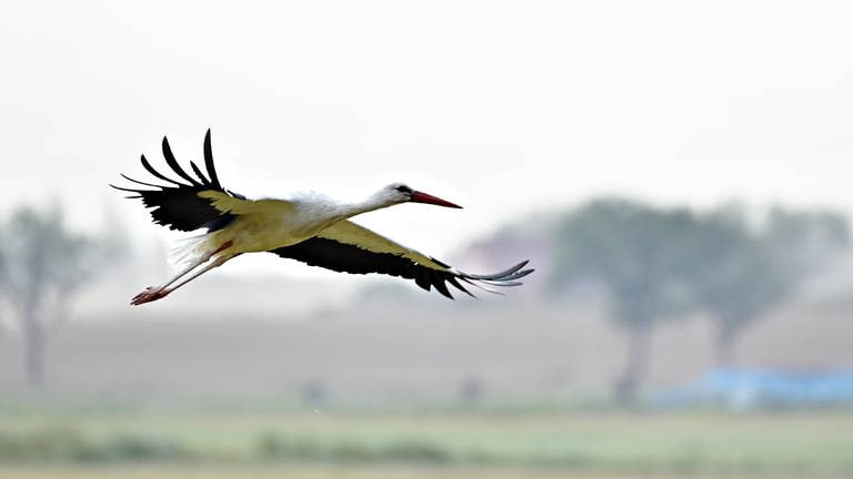 Storch mit weit ausgebreiteten Flügeln beim Landen: Woher kommt die Geschichte mit dem Klapperstorch? (Foto: IMAGO, IMAGO / Jan Huebner)