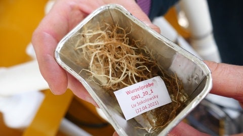 Probe des Braunschweiger Projekts "CarboHedge": Heckenwurzeln speichern enorm viel Kohlenstoff (Foto: SWR, Richard Fuchs) Probe des Braunschweiger Projekts "CarboHedge": Heckenwurzeln speichern enorm viel Kohlenstoff