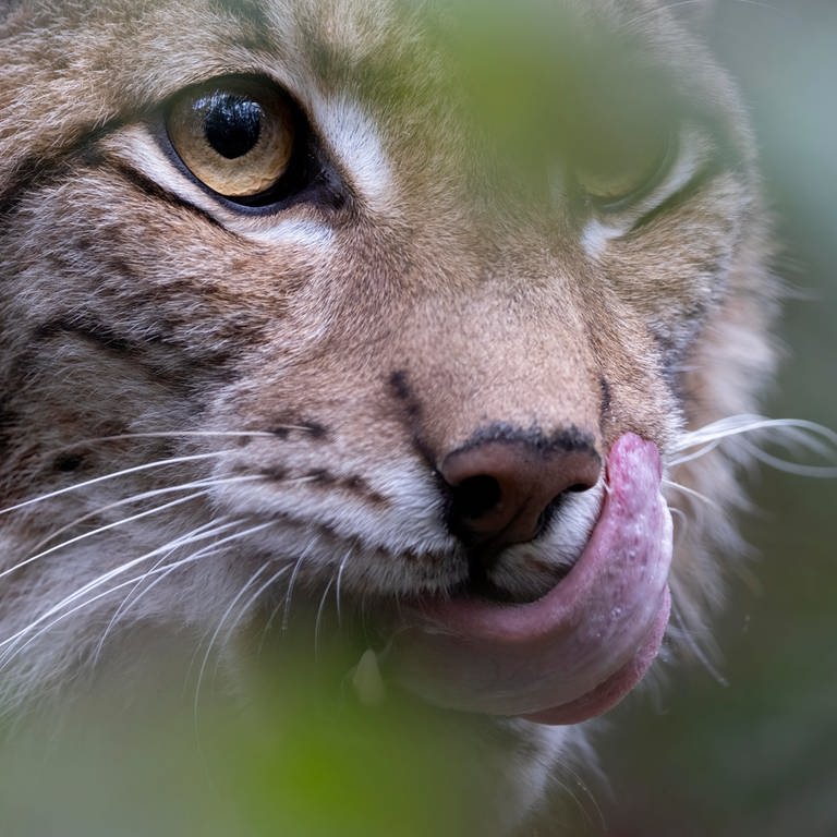 Luchs (Foto: picture-alliance / Reportdienste, picture alliance / Zoonar | Ralf Weise)