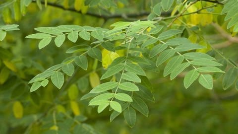 Die gefiederten Blätter des Schnurbaums (Foto: IMAGO, imagebroker)
