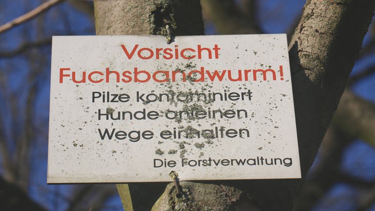 Schild von Forstverwaltung im Wald, welches vor dem Fuchsbandwurm warnt.