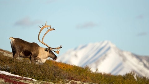 Karibu in Alaska (Foto: IMAGO, imago images/Nature Picture Library)