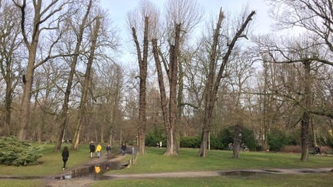Gekürzte Kronen im Berliner Schlosspark Schönhausen. Bei Schäden an alten Bäumen können ihre Kronen gekürzt werden, damit sie weniger verdunsten und mit weniger Wasser auskommen. Das soll weiteren Schäden durch Hitze und Trockenheit vorbeugen und dem Baum helfen, ein neues Gleichgewicht zwischen Krone und Wurzel aufzubauen.