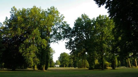 Leicht beschädigte alte Eichen im Park Sanssouci. Die Gesundheit der alten Bäume leidet durch die Hitze und Trockenheit aufgrund des Klimawandels. Das zeigt die erste umfassende Dokumentation über historische Parks. 