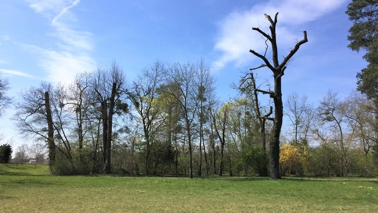Abgestorbene Bäume im Schlosspark Schwetzingen im Frühjahr 2022. Historische Parks im Stress: Sie leiden unter der Hitze und Dürre als Folgen des Klimawandels.