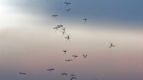Wärmere Tempartaturen sorgen dafür, dass Moskitos immer weiter von Süden nach Norden vordringen und in Europa tropische Viren verbreiten. Tanzende Mücken im Abendlicht