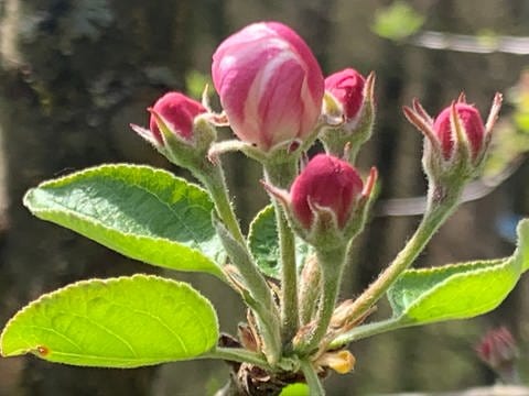Erste Apfelblüten in TreseburgHarz am 25. April 2020 (Foto: SWR)