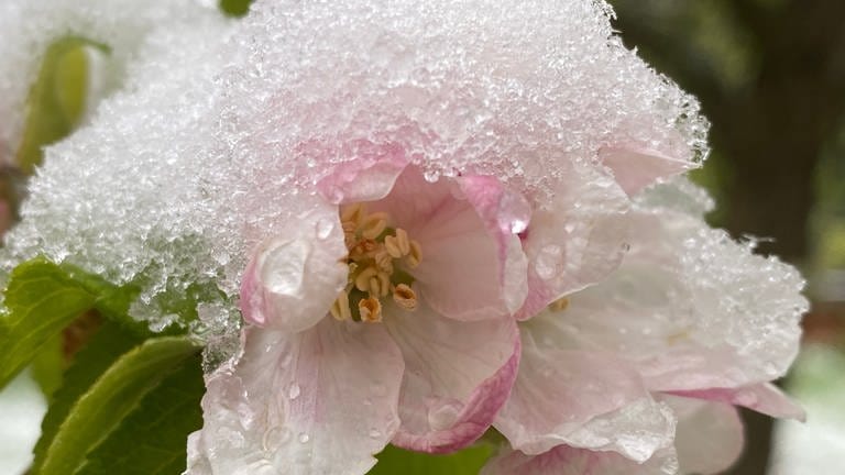 22. April: In Guest in Vorpommern hat sich diese Apfelblüte für das Tragen einer modischen Schneehaube entschieden. Schick. Und schützt möglicherweise vor dem Blüten-Kältetod. (Foto: SWR)