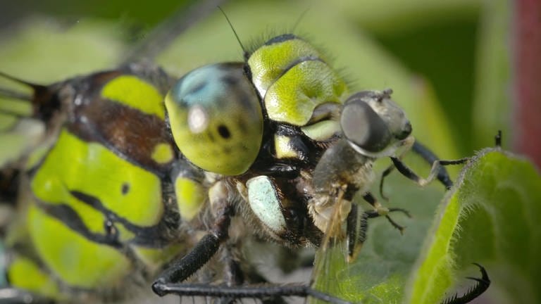 eine Libelle (Foto: SWR, SWR -)